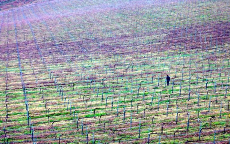 La Poda Cu Ndo C Mo Y Por Qu Se Realiza La Poda En Los Vi Edos De La Do R As Baixas D O