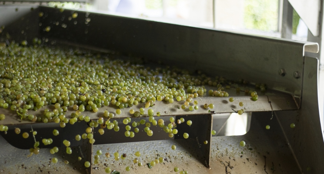 Selección óptica de uvas durante el proceso de elaboración del vino en la D.O. Rías Baixas