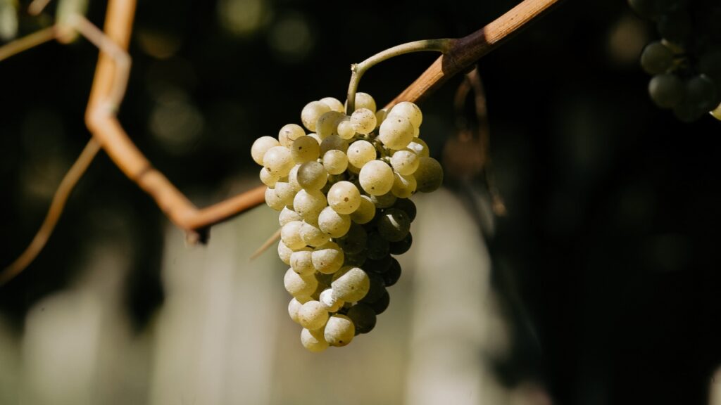 Vinos Rías Baixas elaborados con la uva Albariño