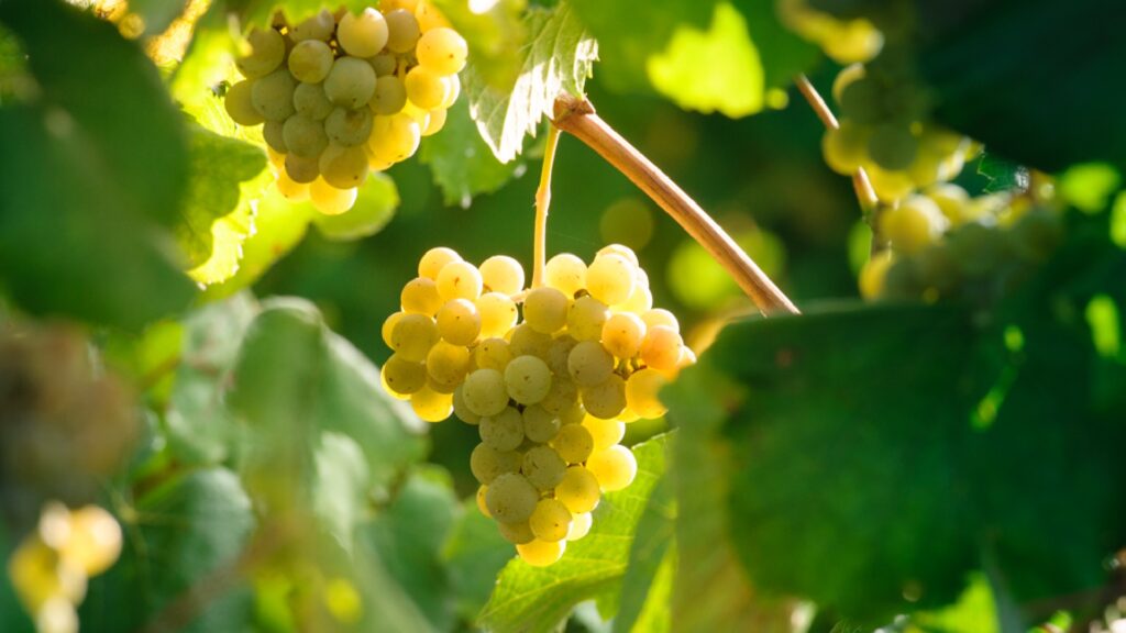 Uvas blancas de la D.O. Rías Baixas