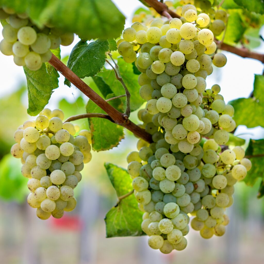 Uvas autóctonas en la D.O. Rías Baixas