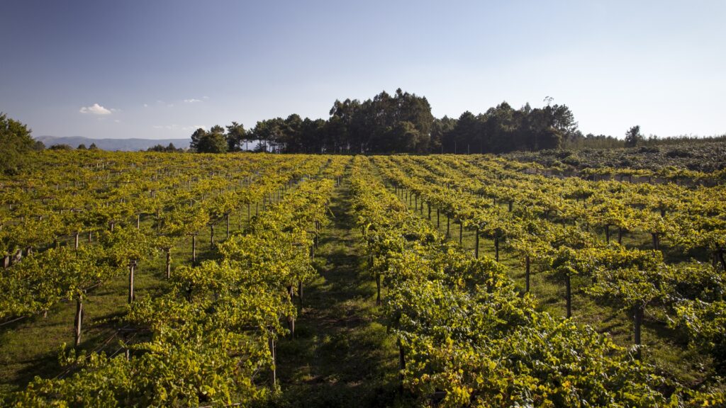 Uvas blancas y autóctonas en la D.O. Rías Baixas