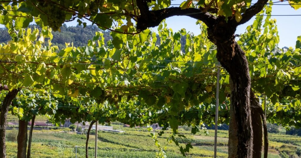 Viñedos en D.O. Rías Baixas