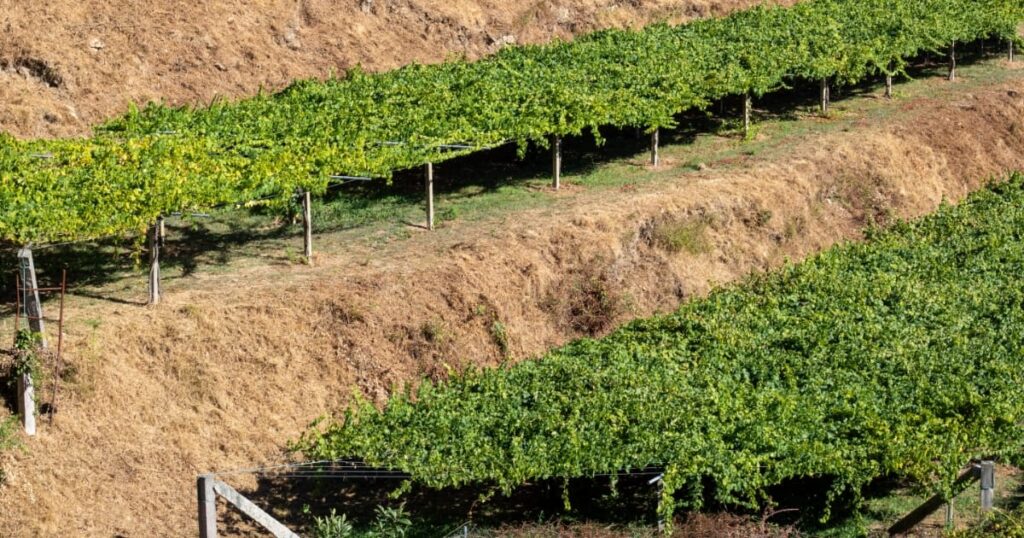 viñedos en D.O. Rías Baixas