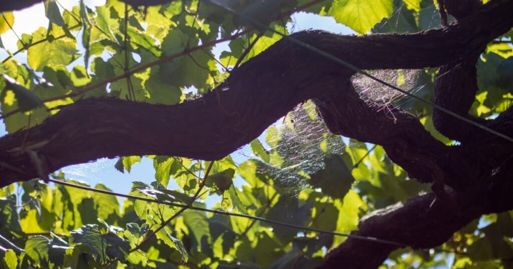 viñedo D.O. Rías Baixas de cepas viejas en pie franco