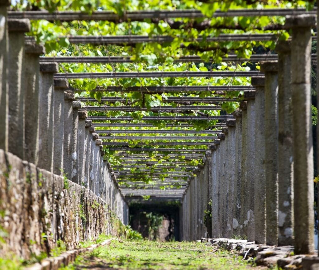 Parra típica de la D.O. Rías Baixas en el Val do Salnés