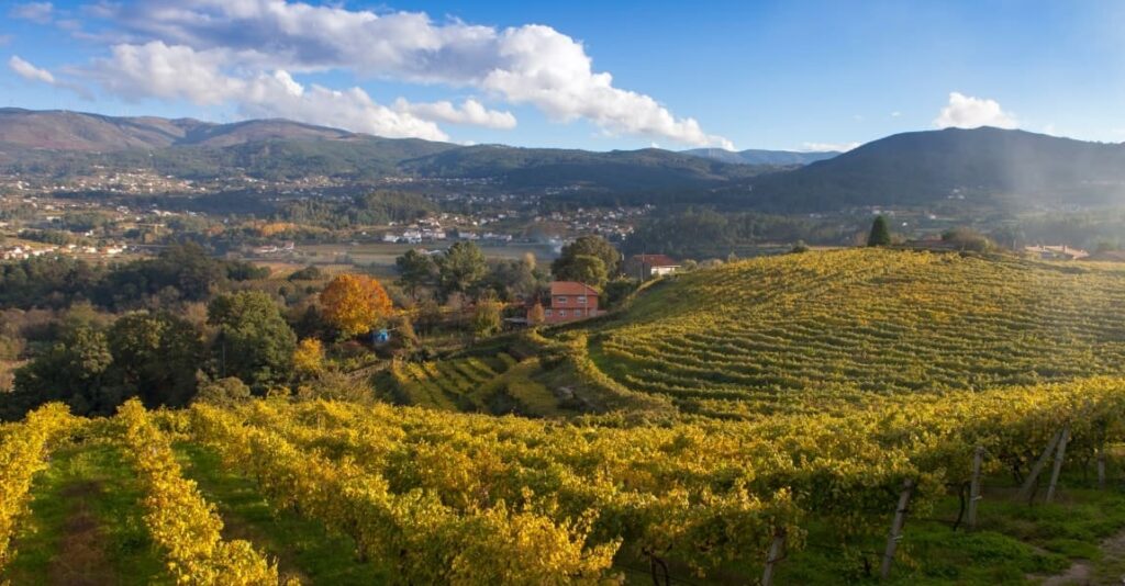 Viñedo de la D.O. Rías Baixas con sistema de conducción en emparrado