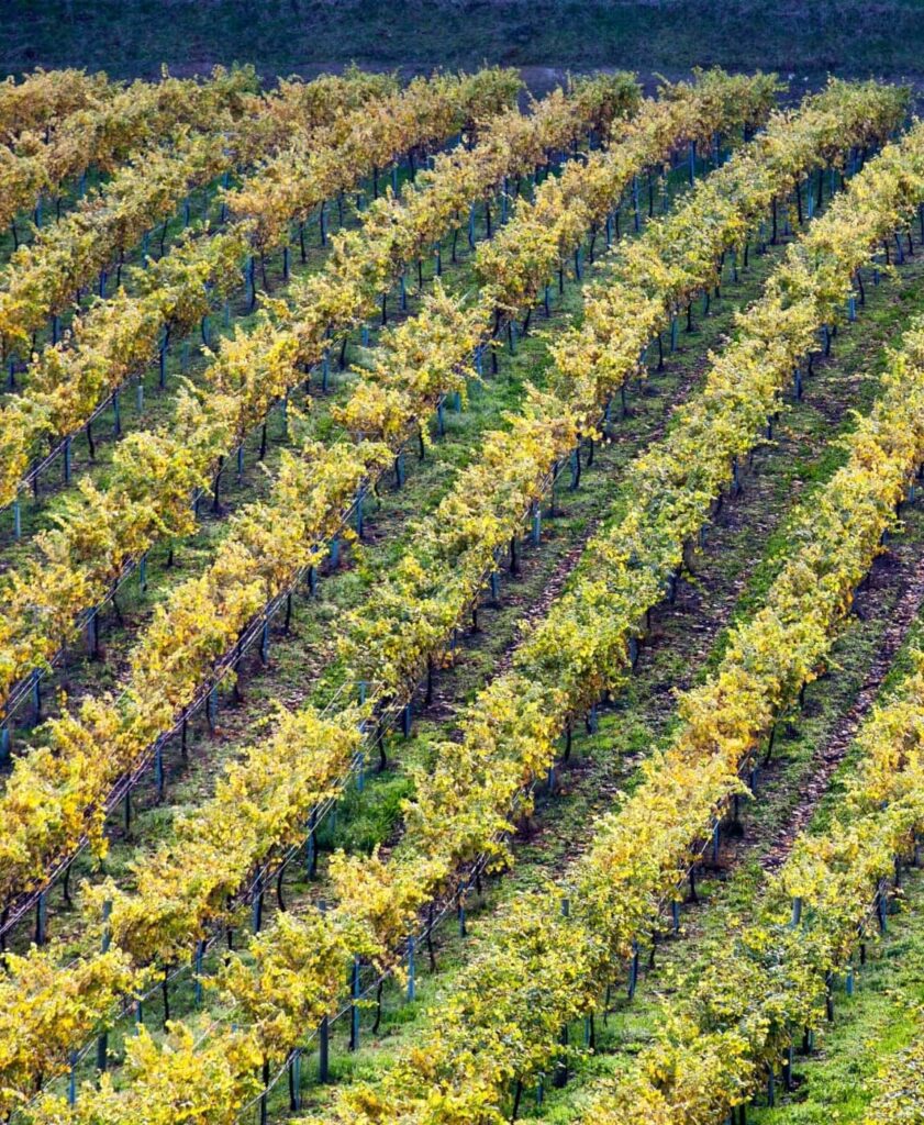 Viñedo en el tradicional emparrado de la D.O. Rías Baixas