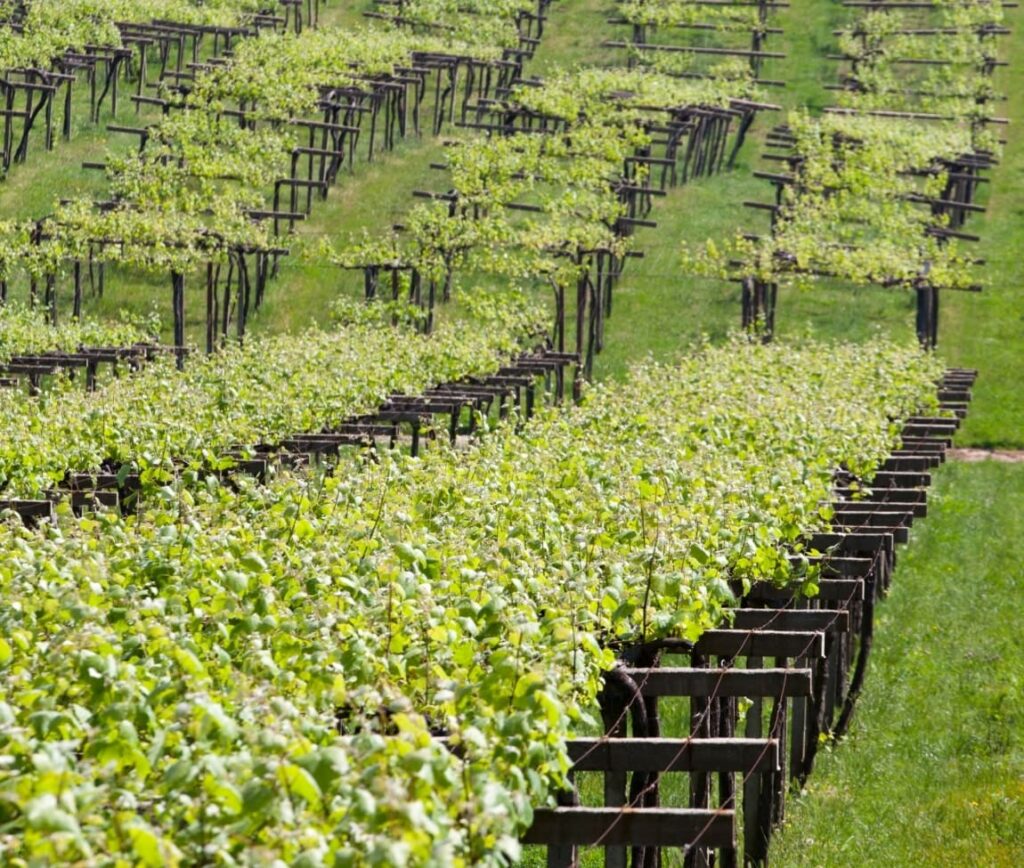 Emparrado en Rías Baixas