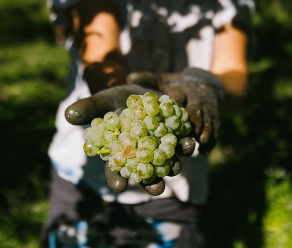 Racimo de uva Albariño, durante la vendimia en la D.O. Rías Baixas.