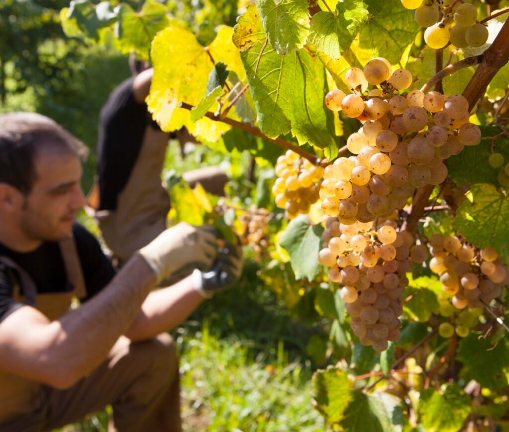 Vendimia manual en la D.O, Rías Baixas