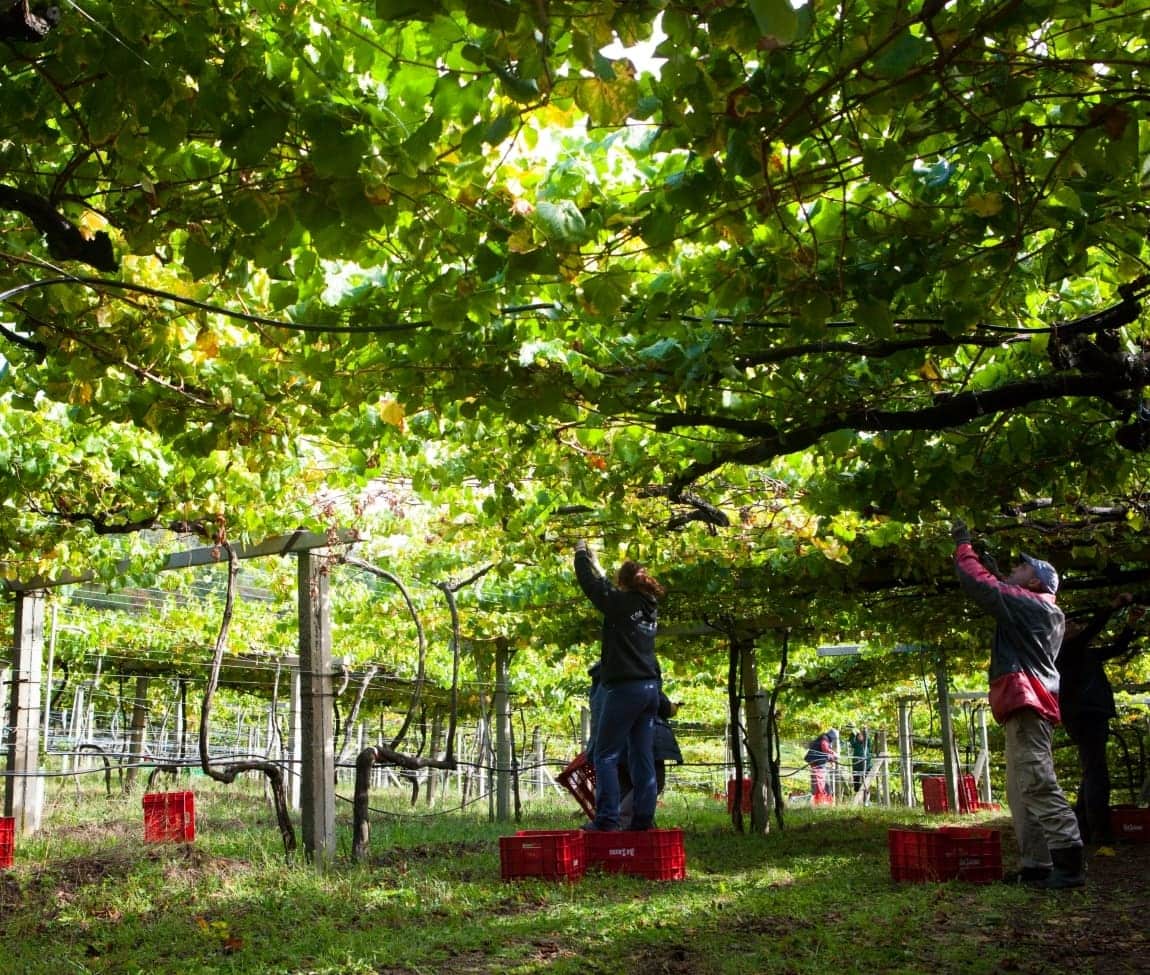 Vendimia en la D.O. Rías Baixas