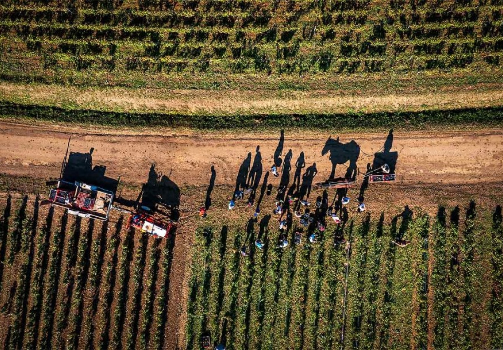 Escena de vendimia en Borgoña