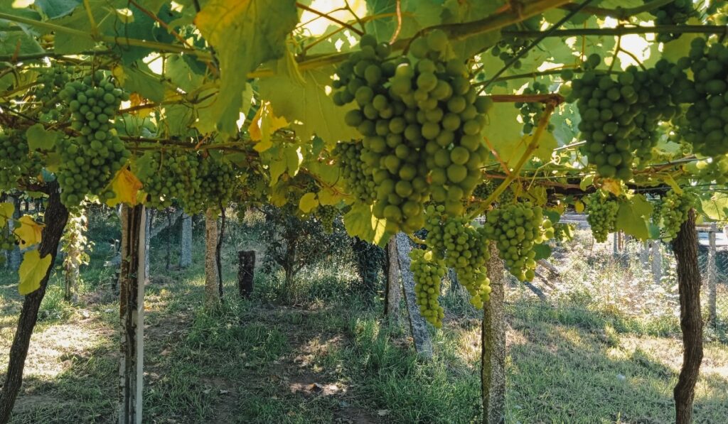 Cepas de Ratiño Galega, la nueva uva aceptada dentro de la D.O. Rías Baixas