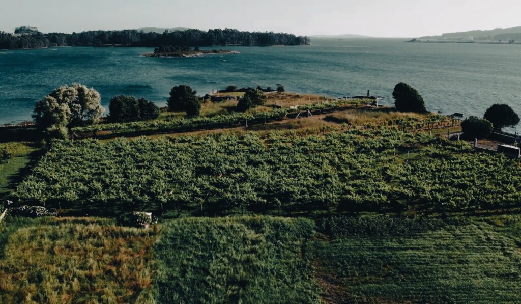 Vinos atlánticos, como los Rías Baixas, fruto de viñedos únicos en el mundo, situados al pie del mar