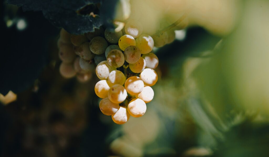 La uva Albariño es autóctona de Galicia aunque todavía hay que piensa que la trajeron los monjes desde Francia o Alemania