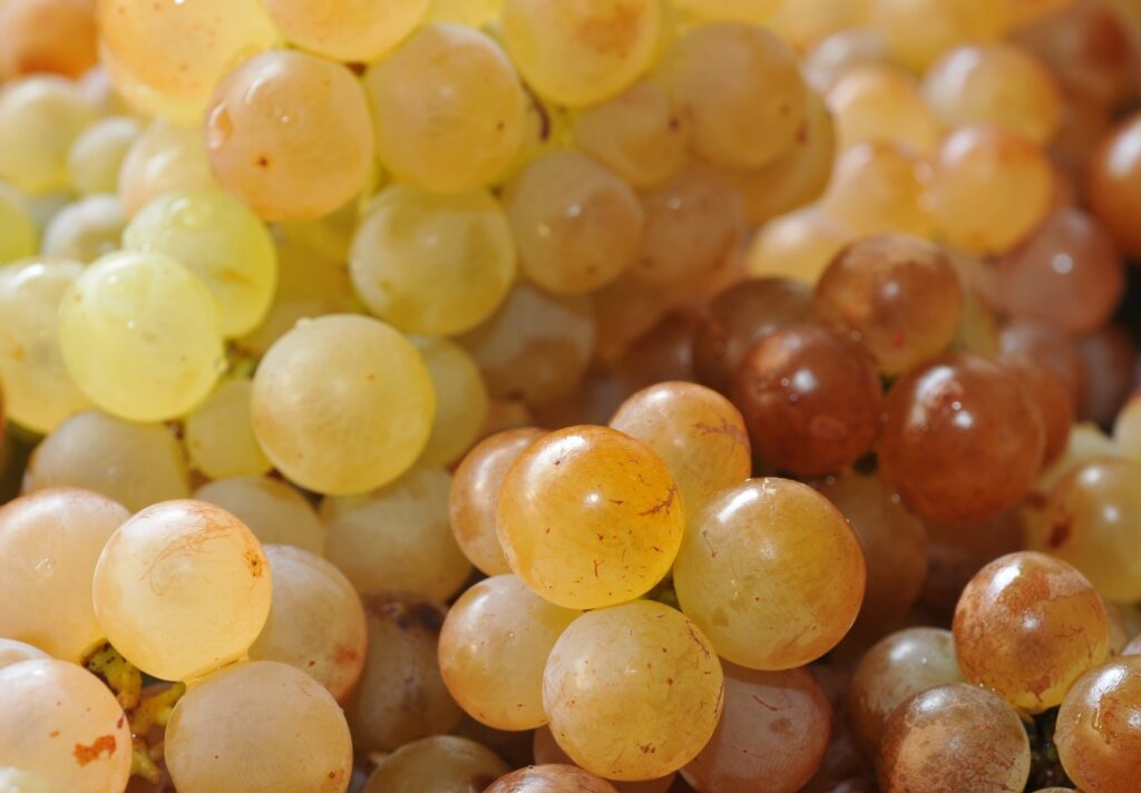 Las uvas contienen nutrientes beneficiosos para el organismo