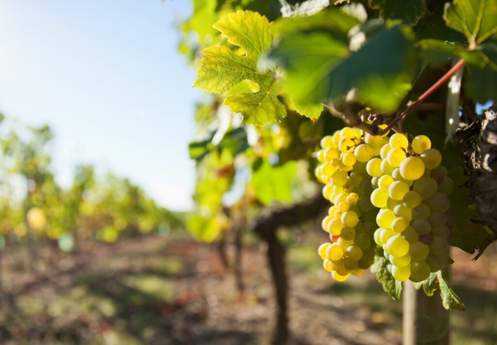 Uvas en un viñedo