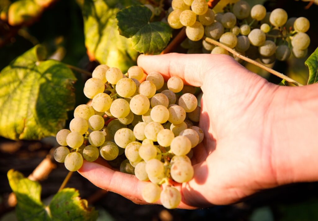 Uvas de Albariño en la D.O. Rías Baixas