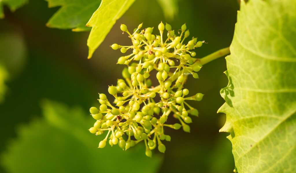 Racimo en floración en las Rías Baixas