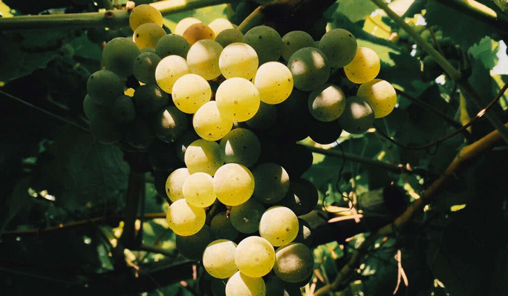 Los viñedos de Rías Baixas en pleno envero