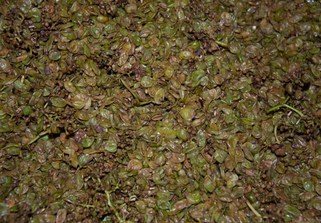 Restos de bagazo de uva Albariño tras la vendimia