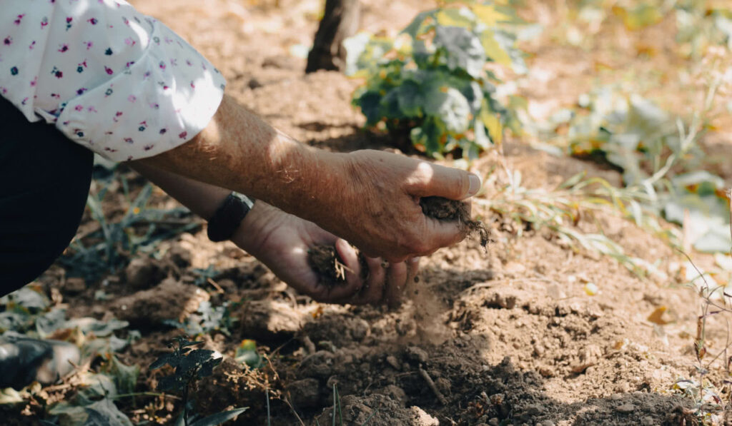 Los suelos de la D.O. Rías Baixas y cómo influyen en sus vinos