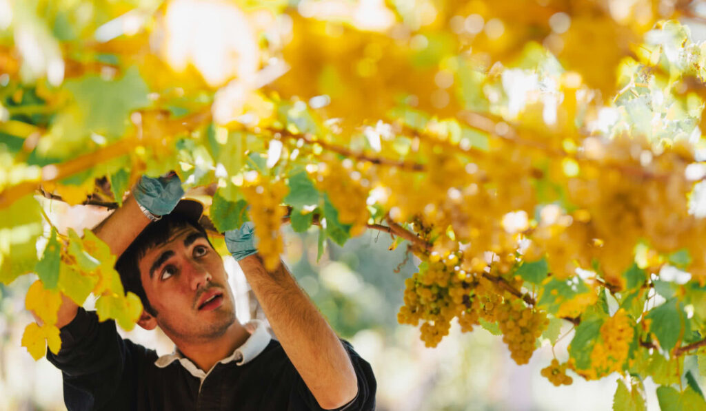 Calendario de vendimia en las Rías Baixas