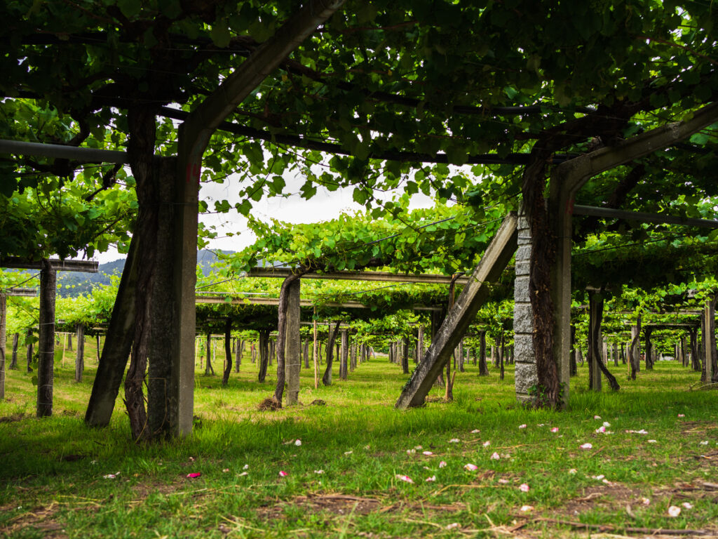 Viñedo en parra en la D.O. Rías Baixas