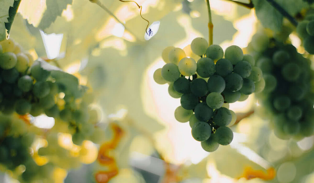 Uva Albariño con especial protección