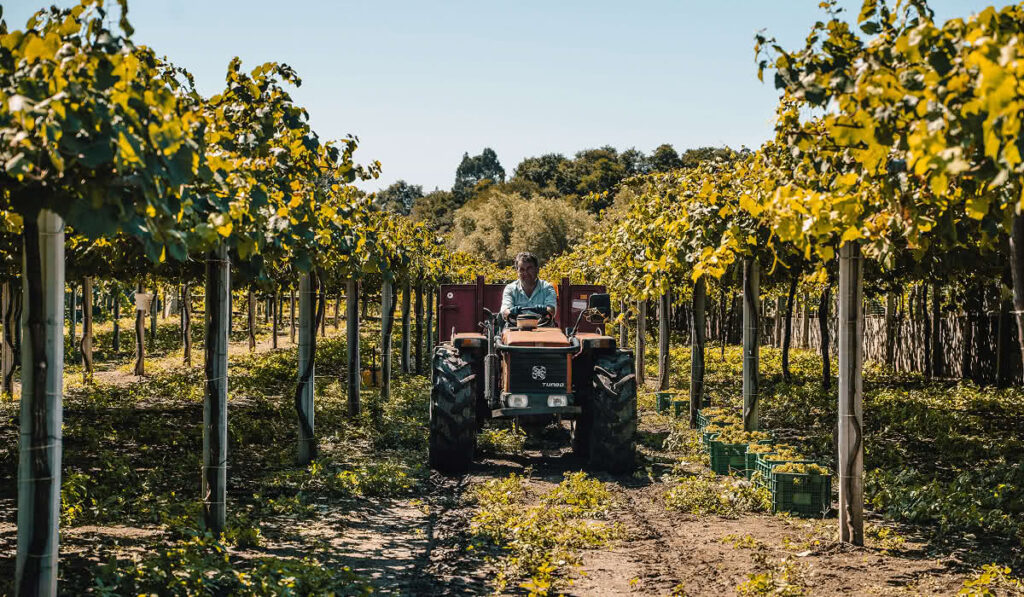 El papel del viticultor en la elaboración de los vinos D.O. Rías Baixas