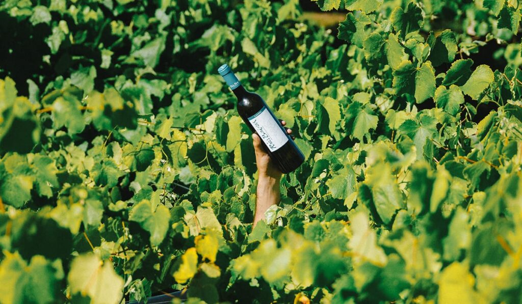 Viñedo de la D.O. Rías Baixas