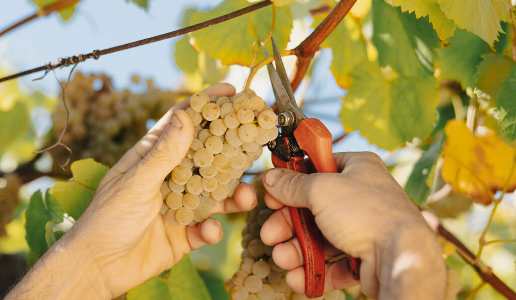 Vendimia en la D.O. Rías Baixas